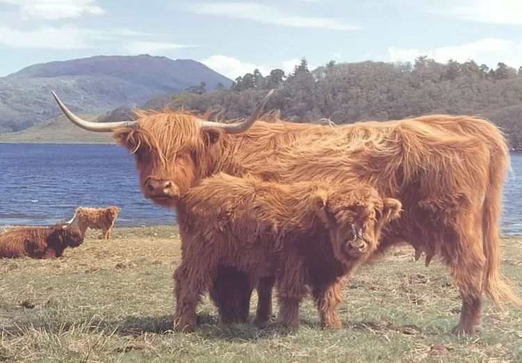 House of Puzzles Farming* - Highlanders - 1000 Piece Jigsaw Puzzle