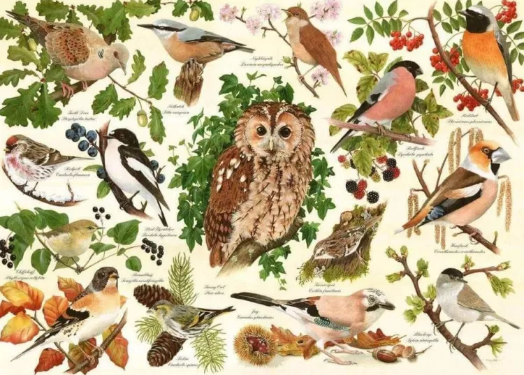 House of Puzzles Animals & Wildlife* - Woodland Birds - 500Xl Piece Jigsaw Puzzle